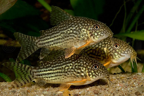 Korydoras sterba Corydoras sterbai